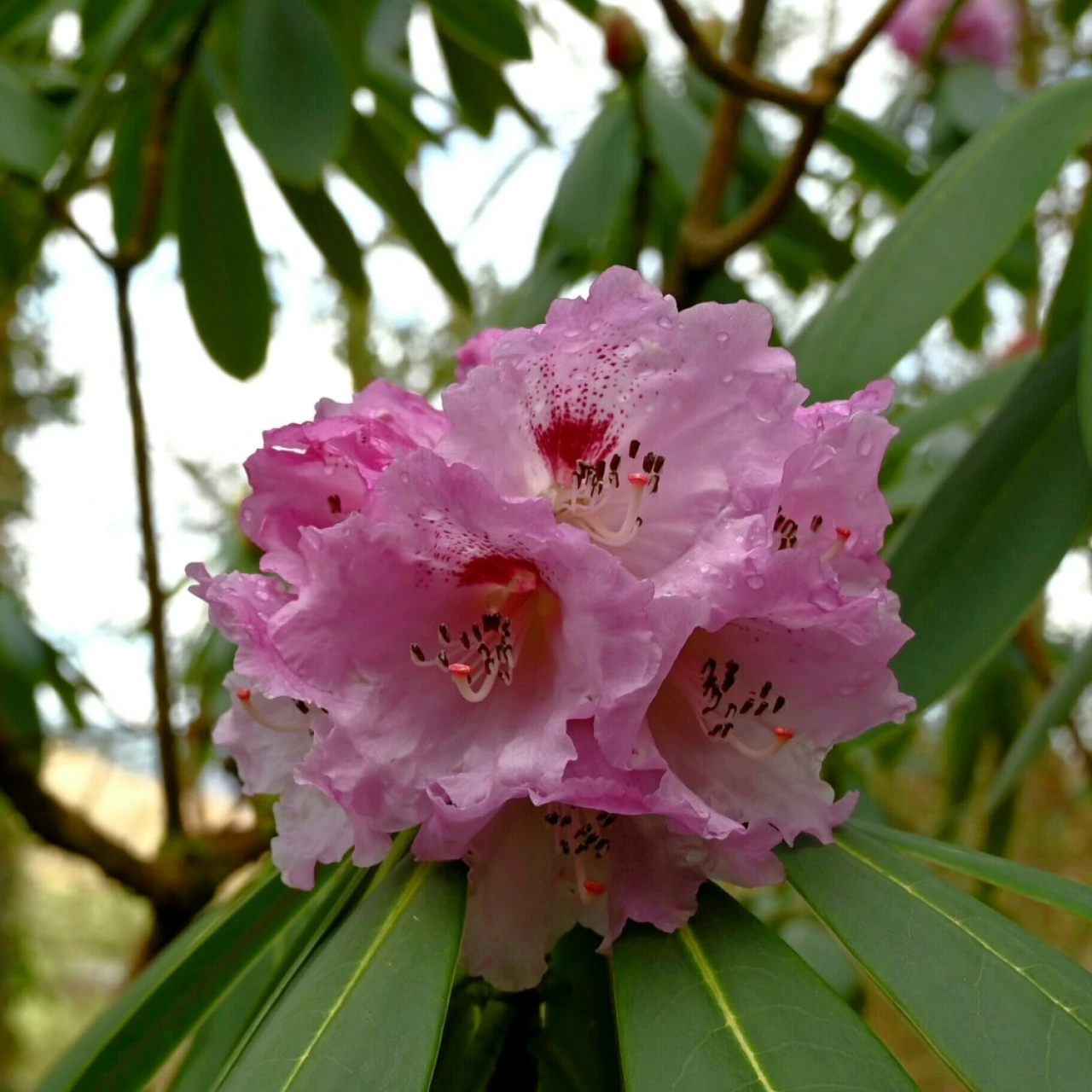x geraldii
